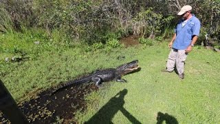 Miccosuke Indian Village Airboat tour Florida USA [upl. by Hake]