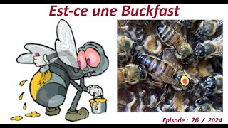 Estce une BucKfast lesabeillesdefred07apicultureabeillesabeille [upl. by Kipp]