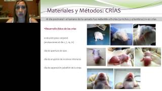 Marina Ponzio  Environmental enrichment in laboratory mice effects upon reproductive physiology [upl. by Aicillyhp220]