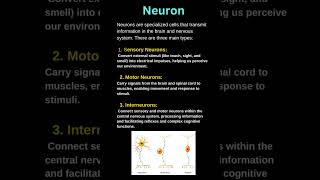 NEURON  Types of neuron  sensory  motor  interneuron [upl. by Jonati318]