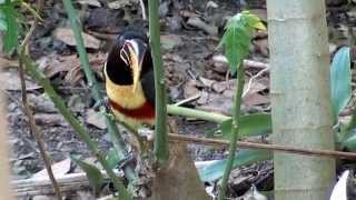 CHESTNUTEARED ARACARI PTEROGLOSSUS CASTANOTIS ARAÇARICASTANHO Free birds in nature [upl. by Neit]