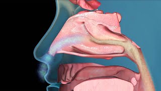 The Common Cold How We Catch It and Treat The Symptoms [upl. by Elayor]