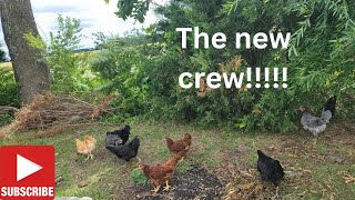 The new crew chicken chickenlife raisingchicks Chickenchaos [upl. by Desdee]