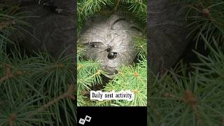 Bald Faced Hornets Daily Nest [upl. by Nicoline]