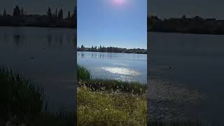 LAKE LACOMBE ALBERTAshortvideo [upl. by Joline]