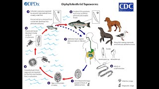 Diphyllobothrium latum Fish Tapeworm [upl. by Ramed]