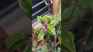 Star fruit flowers part 1 Carambola [upl. by Eckardt]