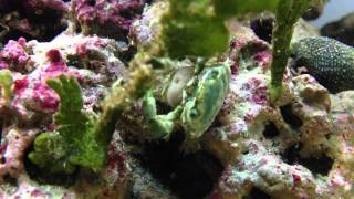 Sacculina carcini In Emerald Crab [upl. by Enitsua]