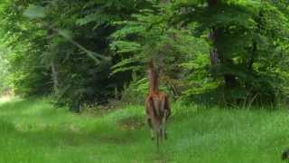 JEUNE CERF BICHE ET FAON [upl. by Lupita]