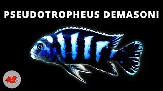 Pseudotropheus demasoni ✔ [upl. by Toomay]