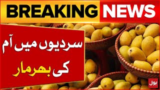 Mangos Available In Winter Season  Latest Updates  Breaking News [upl. by Mandal652]