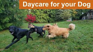 🐶🌲🐩🦃Daycare for your dog 🐶🌲🐩🦃 Keep your dog busy while you are away or entertained while you cuddle [upl. by Annej581]