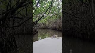 Mangrove forest  Pichavaram  Tamilnadu mangrove mangroveforest nature boating [upl. by Adnohsak]