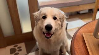 バレンタインデーって美味しいですかグレートピレニーズ 超大型犬 グレートピレニーズ greatpyrenees 犬のいる暮らし [upl. by Naesar]