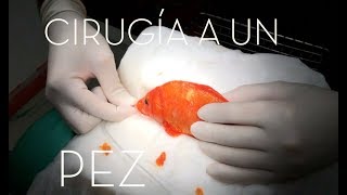 CAP 200 VETERINARIO DE PECES Cirugía a un PEZ koi con un TUMOR Ictiopatología [upl. by Ricker]