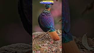 the himalayan monal viral shorts [upl. by Attelahs969]