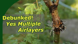 Taking many airlayers from one Japanese Maple Bonsai [upl. by Annaiv]