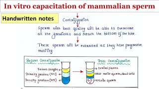 In vitro capacitation of mammalian sperm  Handwritten notes [upl. by Ecinaj]