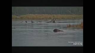 Old Bear 469 Patches Returns to Brooks River RW 922024 exploreorg [upl. by Lori874]