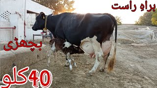 cow for sale new video 03451099392 Friesian cow  Holistien cow  hf cow  Mera sahiwal tv [upl. by Mis591]