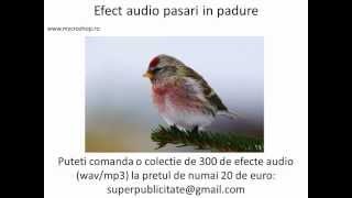 Birds in the forest sound effect [upl. by Anigriv]