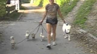 Spaziergang mit 5 Chihuahuas und einer weißen Schäferhündin  Eva Windisch  Mit Hunden sein [upl. by Ppilihp]