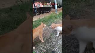 Funny Cats 2025 🐱 fyp 😼 FunnyCats Ep 2419 [upl. by Acirehs]