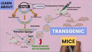 The Basics of Transgenic Mice Pronuclear Injection  How It Work and What Scientists Use It For [upl. by Enoved395]