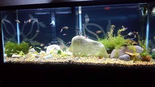 55 Gallon Tetra River Fish Tank [upl. by Daphene]