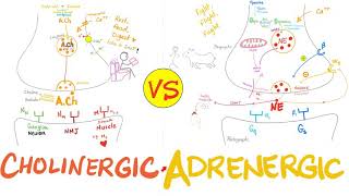 Cholinergic vs Adrenergic Nerve Fibers  Parasympathetic vs Sympathetic Nervous System  Neuro [upl. by Angelia]