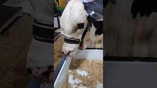 How Cow Tongue Works 🐮❤️🙏 cow ytshort ytshortsindia yt tongue [upl. by Schweitzer]