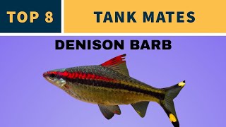 TANK MATES FOR DENISON BARB [upl. by Dotty]