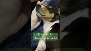 Tangled Tails A Comedic Basenji Convo basenji barklessdog barkless dog funny humor [upl. by Aitnom]