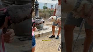 CHOPI CONOCE A OTRO HURÓN😍😱 animales hurones encuentrodeanimales [upl. by Yemorej]