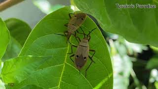 scentless plant bugs or soapberry bugs tyrakozin3579 [upl. by Yatnuahc71]