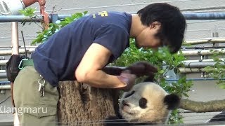 イケメン飼育員さんのお迎えに抵抗するシャンシャン（2018429） Giant Panda Xiang Xiang [upl. by Nicks]