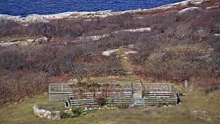 Appledore Island Live [upl. by Aracat]