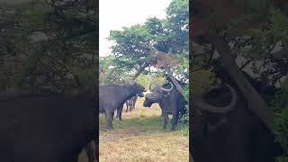 A Lioness surrounded by a group of buffalo [upl. by Ilocin]