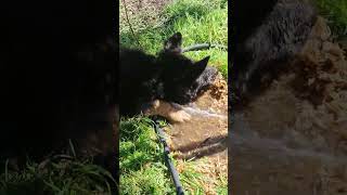 DDR  WEST GERMAN SHEPHERD PUPPY playing with a broken water hose [upl. by Lauri262]