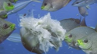 Fishes Feeding  Reef Life of the Andaman  Part 19 [upl. by Redneval34]