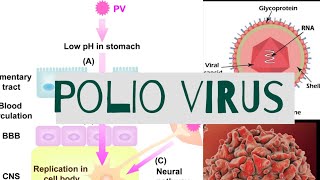 polio virus in Urduhindi [upl. by Iphigeniah]