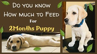 Dog food chart for 2 months  Labrador puppy food in Kannada  Royal canin  How to make Raagi malt [upl. by Yddeg]