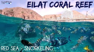 EILAT ISRAEL  SNORKELING IN THE RED SEA  GOPRO [upl. by Eellah]