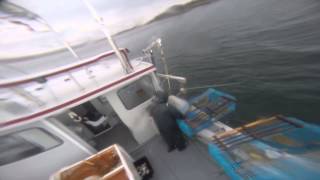 Lobster Fishing Pictou Landing First Nation Captain Durney Nicholas [upl. by Enalda]