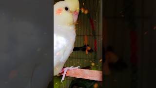 Sweet birds song bollywood newsong birds sweetbird [upl. by Ennaehr30]