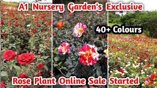 Exclusive Fresh Rose Plants For Online Sale  A1 Nursery Garden  Tamilnadu [upl. by Anirbys161]