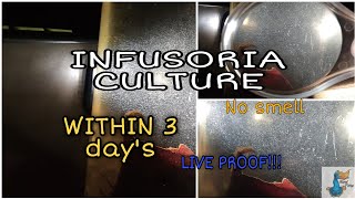 How to make infusoria culture  in 3 days 100 Result  How to make betta Fry food [upl. by Mathe]