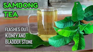 This TEA Flushes Out KIDNEY and BLADDER STONE Naturally  Fresh SAMBONG TEA  Pinoy Herbal Tea [upl. by Inaliak]