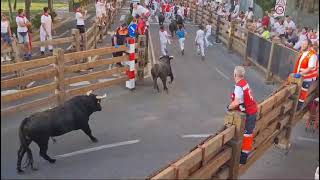 Quinto Encierrro de las Fiestas de Tudela 2024 [upl. by Melcher]