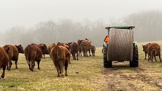 Feeding hay 2023 [upl. by Atiraj]